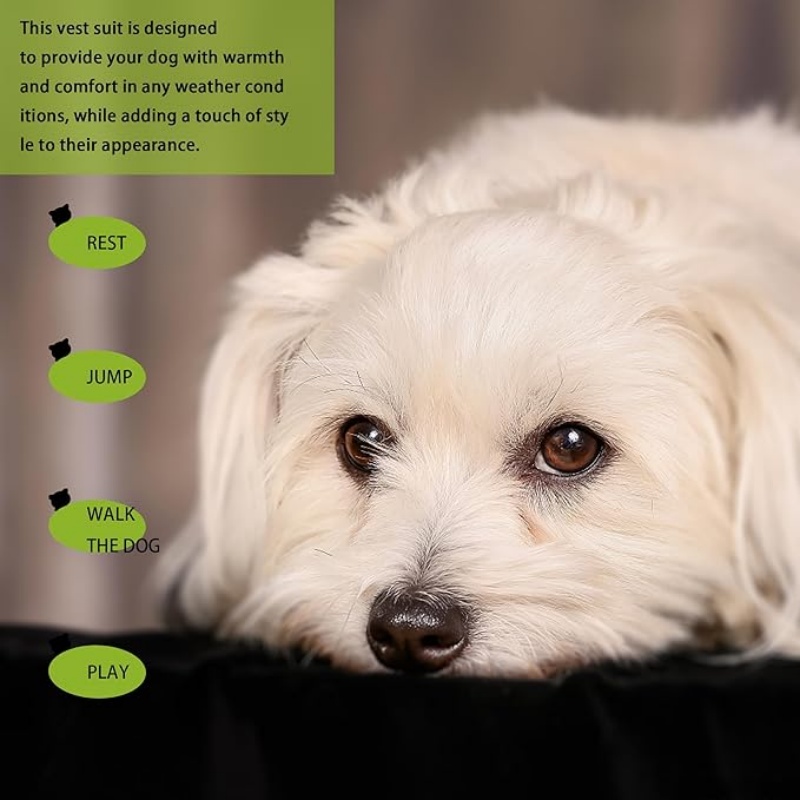 FURATTIRE Elevate Your Pet's Seasonal Style with Playful Panache