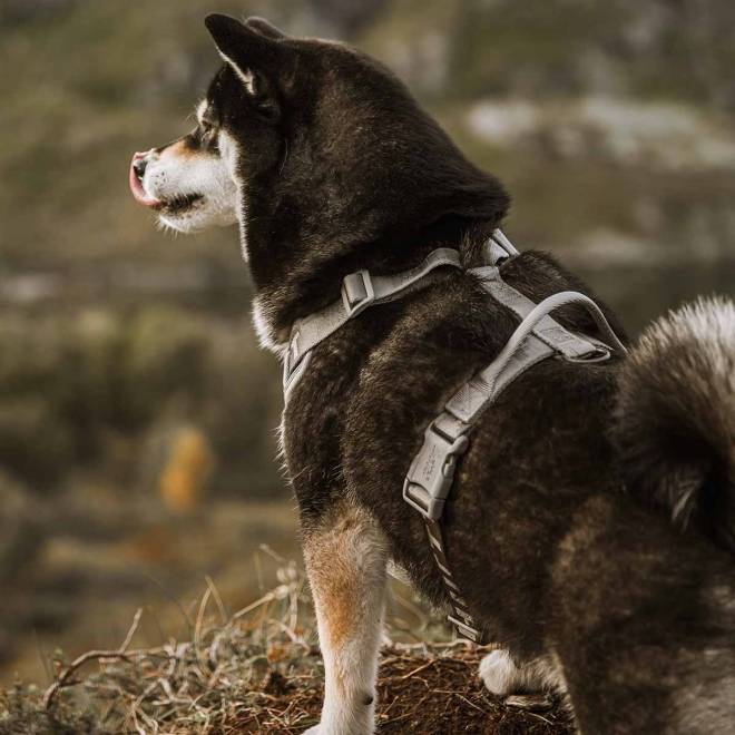 Hurtta Venture No-Pull Hundesele, Grå