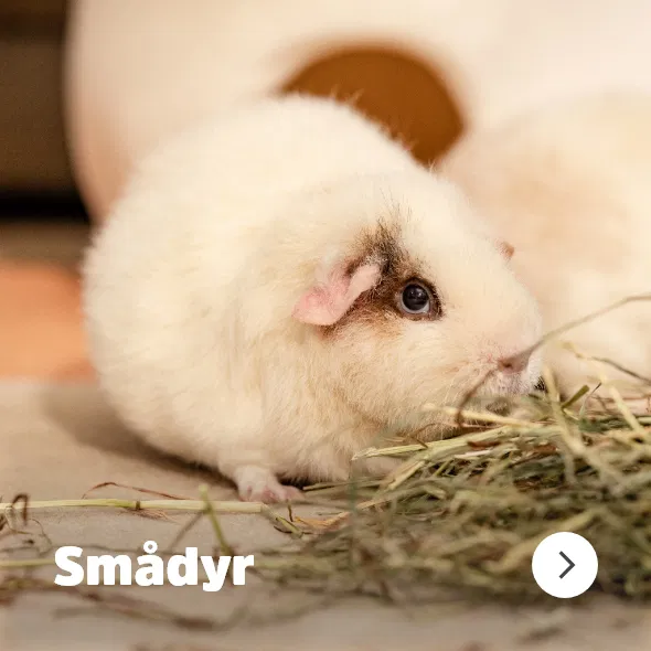 Smådyr