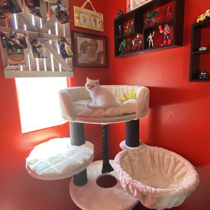 【Pet】56 Goodman Bovina Cat Tree