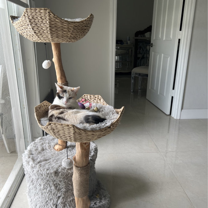 【Pet】46