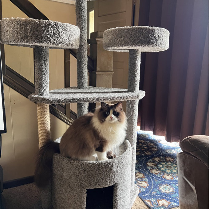 【Pet】65