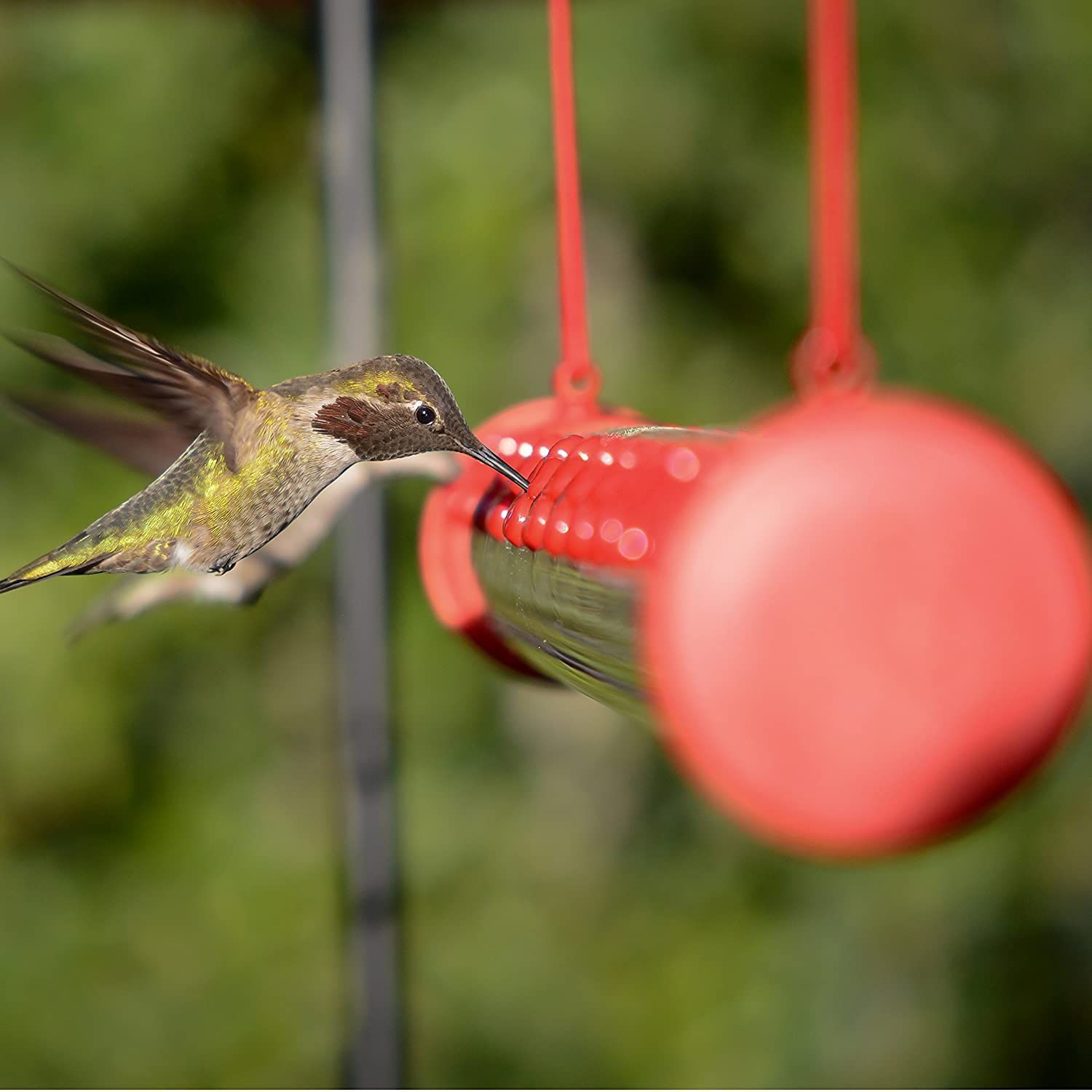 Best Hummingbird Feeder