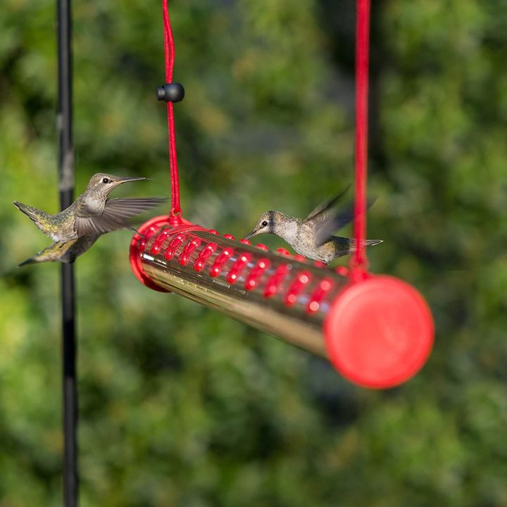 Best Hummingbird Feeder