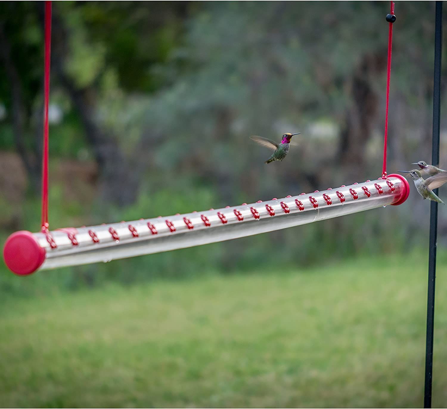 Best Hummingbird Feeder