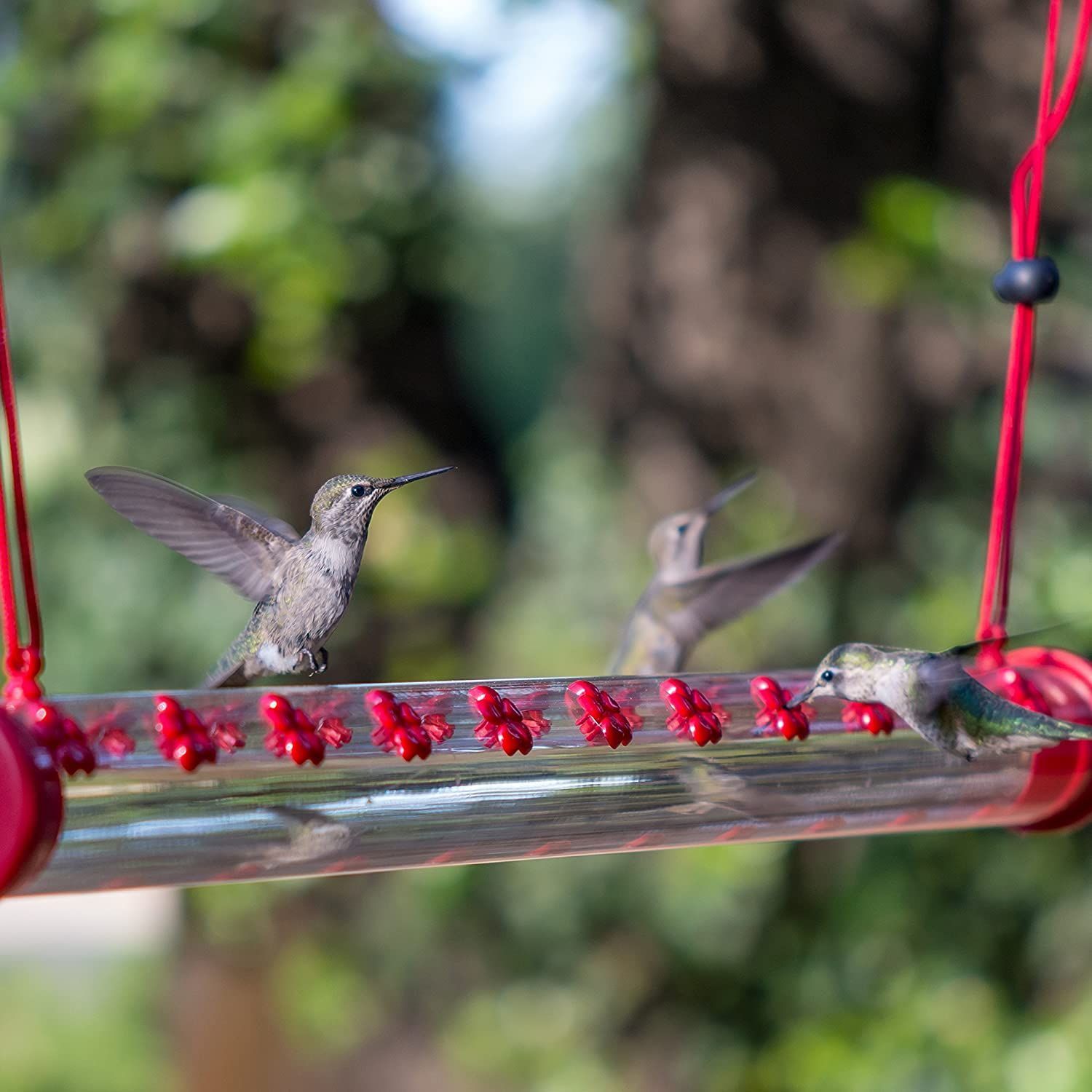 Best Hummingbird Feeder