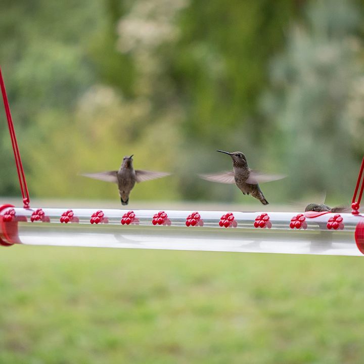 Best Hummingbird Feeder