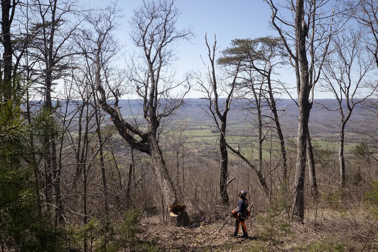 Husqvarna Chainsaws 585